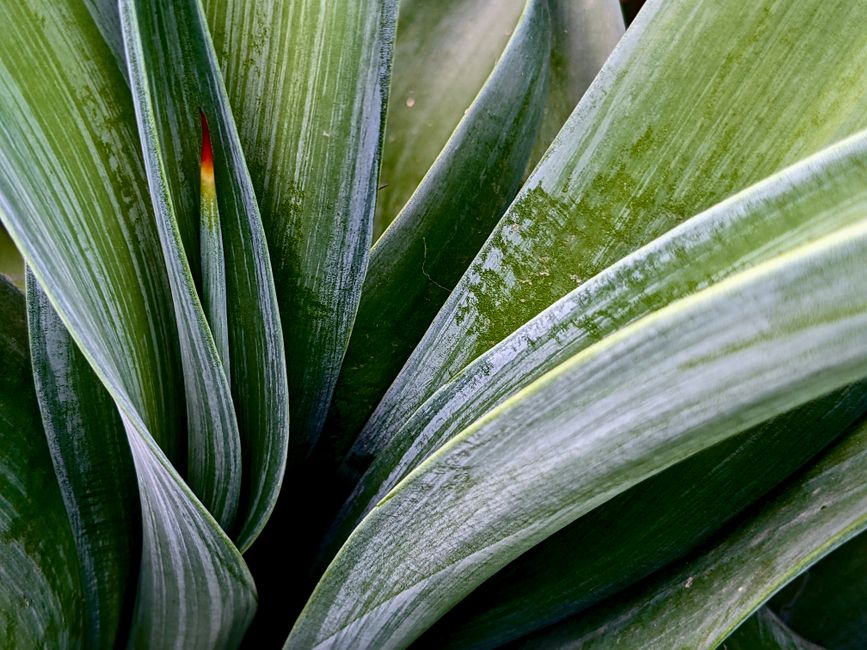 Close-up of thick green agave plant leaves