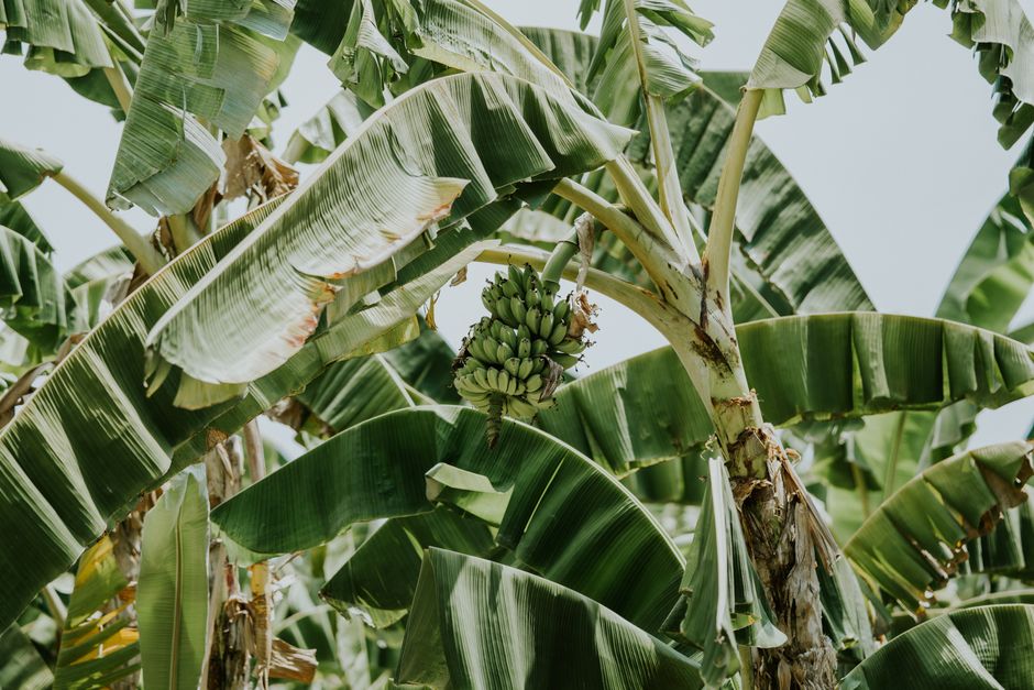 Close-up of a banana tree with a bunch of bananas and wide green leaves in a tropical setting