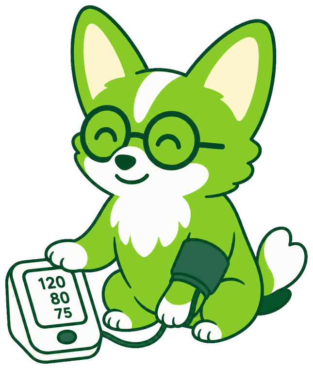 Kairi the corgi wearing a blood pressure cuff and reading the monitor